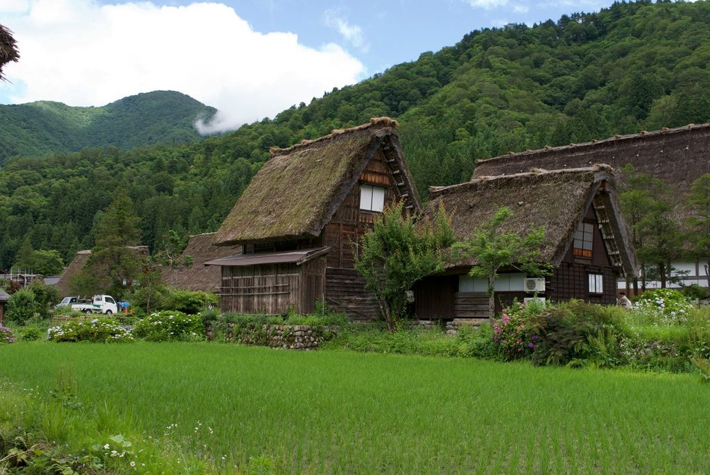 Traditional gassho-zukuri farmhouses with steep thatched roofs, surrounded by green fields and forested mountains in Shirakawa-go, Japan.
